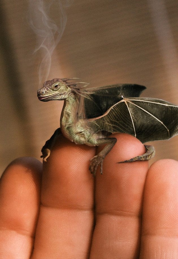 Baby dragon!